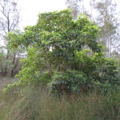 Pittosporum undulatum (Sweet Pittosporum) at Cullendulla Creek Nature Reserve - 13 Aug 2023 by MatthewFrawley