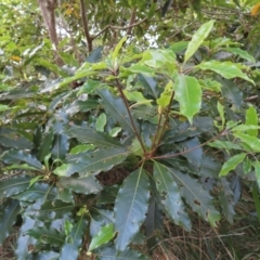 Pittosporum undulatum at Surfside, NSW - 13 Aug 2023