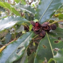 Pittosporum undulatum at Surfside, NSW - 13 Aug 2023