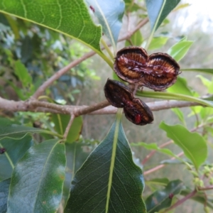 Pittosporum undulatum at Surfside, NSW - 13 Aug 2023