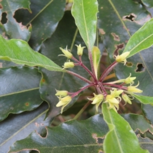 Pittosporum undulatum at Surfside, NSW - 13 Aug 2023