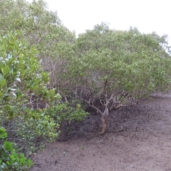 Avicennia marina subsp. australasica (Grey Mangrove) at Surfside, NSW - 13 Aug 2023 by MatthewFrawley