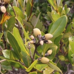 Avicennia marina subsp. australasica at Surfside, NSW - 13 Aug 2023 02:49 PM