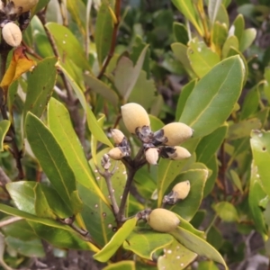 Avicennia marina subsp. australasica at Surfside, NSW - 13 Aug 2023