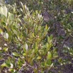 Avicennia marina subsp. australasica at Surfside, NSW - 13 Aug 2023