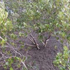 Avicennia marina subsp. australasica at Surfside, NSW - 13 Aug 2023 02:49 PM