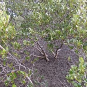 Avicennia marina subsp. australasica at Surfside, NSW - 13 Aug 2023