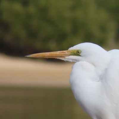 Ardea alba (Great Egret) at Batemans Marine Park - 13 Aug 2023 by MatthewFrawley