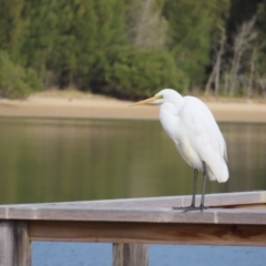 Ardea alba at Surfside, NSW - 13 Aug 2023 02:52 PM