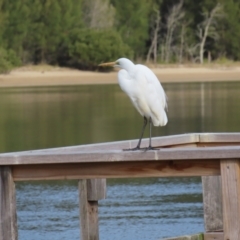 Ardea alba at Surfside, NSW - 13 Aug 2023 02:52 PM