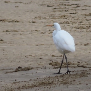 Ardea alba at Surfside, NSW - 13 Aug 2023 02:52 PM