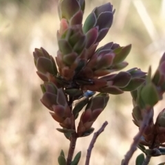 Brachyloma daphnoides (Daphne Heath) at Fadden, ACT - 14 Aug 2023 by KumikoCallaway