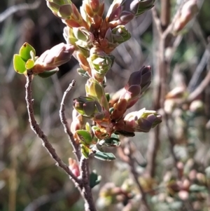 Brachyloma daphnoides at Fadden, ACT - 15 Aug 2023