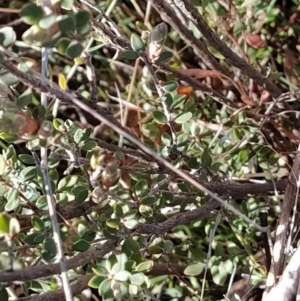 Brachyloma daphnoides at Fadden, ACT - 15 Aug 2023 08:21 AM