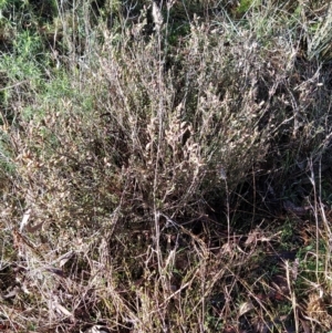 Brachyloma daphnoides at Fadden, ACT - 15 Aug 2023 08:21 AM