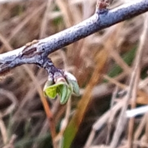 Pyrus sp. at Fadden, ACT - 15 Aug 2023