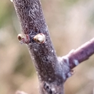 Pyrus sp. at Fadden, ACT - 15 Aug 2023