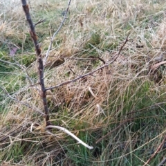 Pyrus sp. at Fadden, ACT - 15 Aug 2023