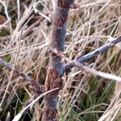 Pyrus sp. at Fadden, ACT - 15 Aug 2023