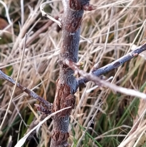 Pyrus sp. at Fadden, ACT - 15 Aug 2023