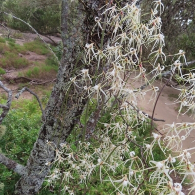 Dockrillia teretifolia (A Rat's Tail Orchid) at Cullendulla Creek Nature Reserve - 13 Aug 2023 by MatthewFrawley