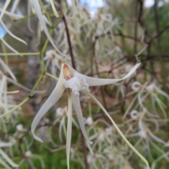 Dockrillia teretifolia at Surfside, NSW - 13 Aug 2023