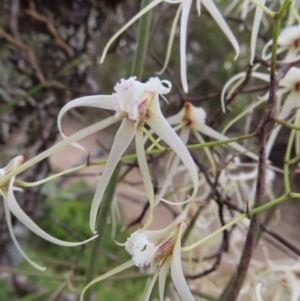Dockrillia teretifolia at Surfside, NSW - suppressed
