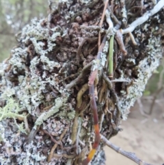 Dockrillia teretifolia at Surfside, NSW - 13 Aug 2023