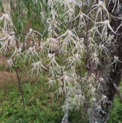 Dockrillia teretifolia at Surfside, NSW - suppressed