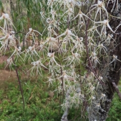 Dockrillia teretifolia at Surfside, NSW - 13 Aug 2023