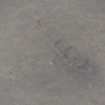 Tetractenos glaber (Smooth Toadfish) at Surfside, NSW - 13 Aug 2023 by MatthewFrawley