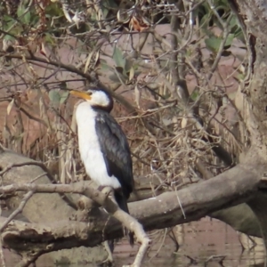 Microcarbo melanoleucos at Long Beach, NSW - 13 Aug 2023