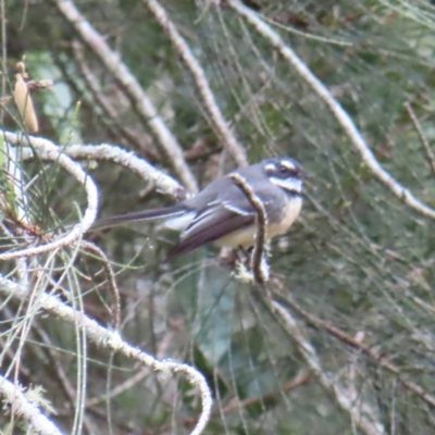 Rhipidura albiscapa (Grey Fantail) at Cullendulla Creek Nature Reserve - 13 Aug 2023 by MatthewFrawley