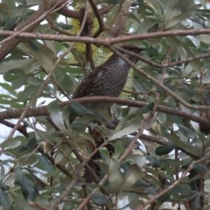 Anthochaera chrysoptera at Surfside, NSW - 13 Aug 2023