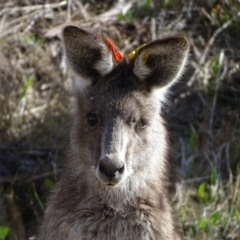 Macropus giganteus (Eastern Grey Kangaroo) at Farrer Ridge - 7 Aug 2023 by Mike