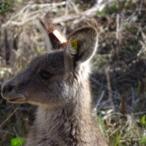 Macropus giganteus at Farrer, ACT - 7 Aug 2023