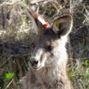 Macropus giganteus at Farrer, ACT - 7 Aug 2023