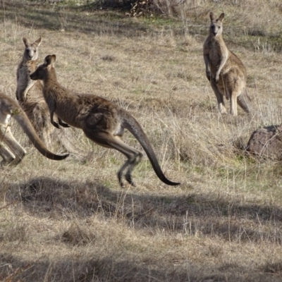 Macropus giganteus (Eastern Grey Kangaroo) at Tuggeranong, ACT - 7 Aug 2023 by Mike