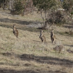 Macropus giganteus at Tuggeranong, ACT - 7 Aug 2023 03:38 PM