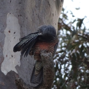 Callocephalon fimbriatum at O'Malley, ACT - suppressed