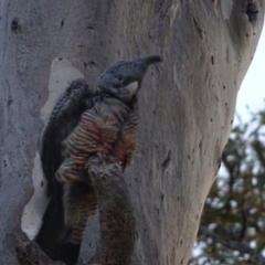 Callocephalon fimbriatum at O'Malley, ACT - suppressed