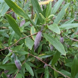 Billardiera heterophylla at Tuggeranong, ACT - 13 Aug 2023