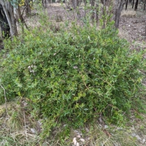 Billardiera heterophylla at Tuggeranong, ACT - 13 Aug 2023