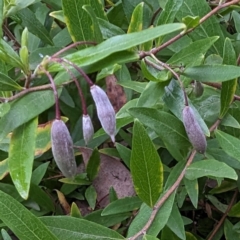 Billardiera heterophylla at Tuggeranong, ACT - 13 Aug 2023