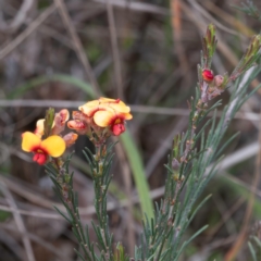 Dillwynia sericea (Egg And Bacon Peas) at Mount Majura - 6 Aug 2023 by Untidy