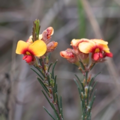 Dillwynia sericea at Majura, ACT - 6 Aug 2023 02:34 PM