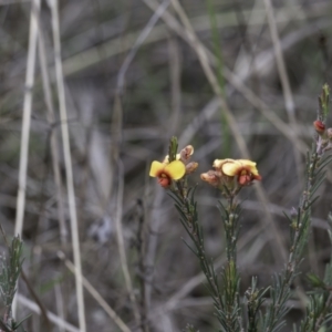 Dillwynia sericea at Majura, ACT - 6 Aug 2023 02:34 PM