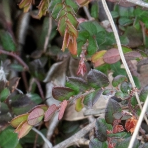 Bossiaea buxifolia at Majura, ACT - 6 Aug 2023