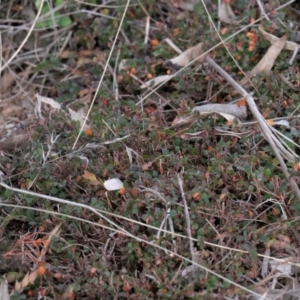 Bossiaea buxifolia at Majura, ACT - 6 Aug 2023