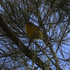 Acanthiza nana (Yellow Thornbill) at Upper Stranger Pond - 15 Aug 2023 by RodDeb